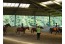 Bungalowpark de Bronzen Emmer Drenthe met paardenstalling en manege VMP019